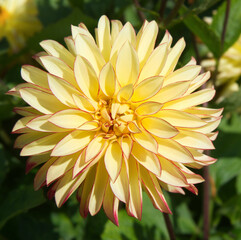 Yellow Stellar Dahlia Foliage background