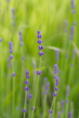 lavender flowers in the field