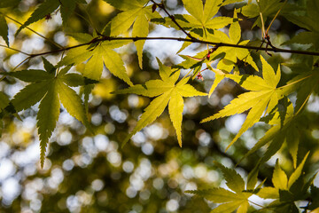 yellow maple leaves