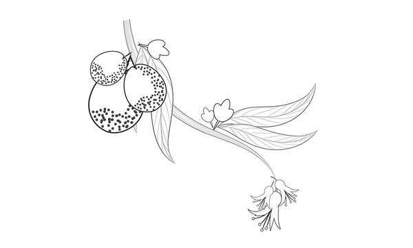 Graphic Guava fruit with leaves coloring page line art drawing illustration on white isolated background.