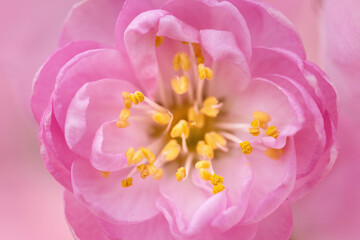 flowering plum 