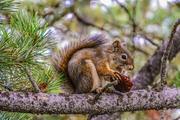 Hungry American red squirrel in Grand Teton National Park, WY