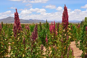 Quinoa plantations in Bolivia