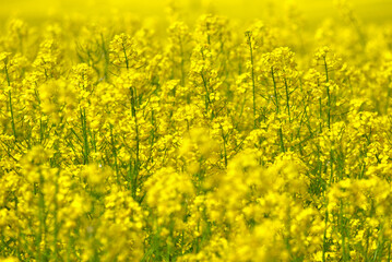 Yellow blooming rape