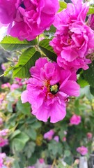 pink flowers