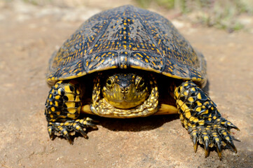 European pond turtle (Emys orbicularis) III