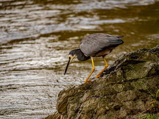 Heron On Rocks Poised