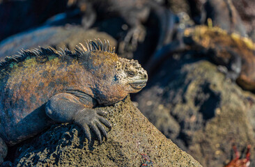 A Galapagos marine iguana basking in the sun