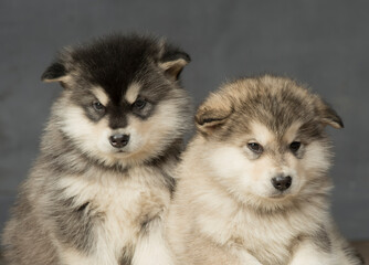 Portrait of one month old alaskan malamute puppys closeup in studio