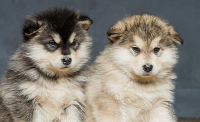 Portrait of one month old alaskan malamute puppys closeup in studio