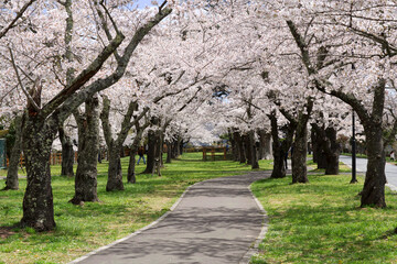 Fototapeta na wymiar 日本の春の桜の観光