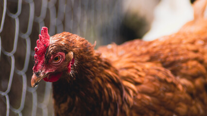 Brown chicken in the pen. Flock of white birds with white plumage and pointed beak on blurred background