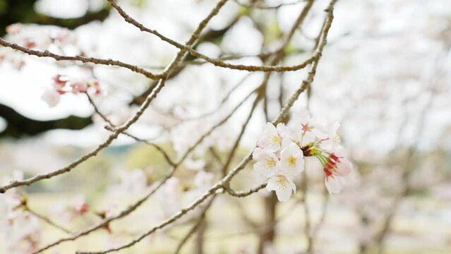肌寒い風に揺れる桜の花びらのイメージ
