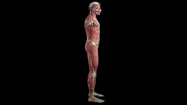 Muscular System complete animation, camera rotation showing all the muscles. Complete 3d animation of the muscles of the human male body. Alpha included.