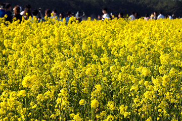유채꽃밭