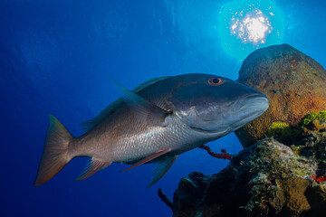 A mutton snapper swims close to the tropical Caribbean reef with the sun visible high above. The deep blue water help make a tropical underwater paradise for nature lovers and marine life alike