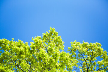 もみじの若葉と青空	