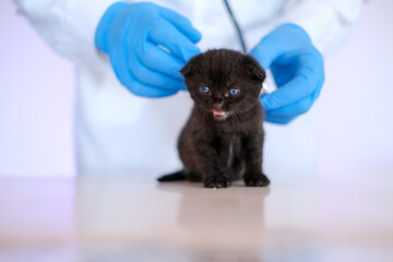Kitten and veterinarian.Black kitten with blue eyes in the hands of a doctor.Cat health.Examining...