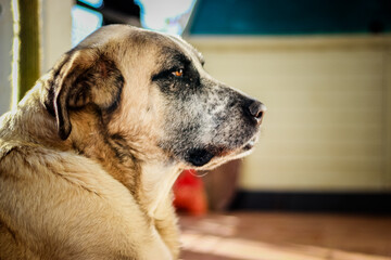 close up of rafeiro do alentejo a portuguese dog breed 