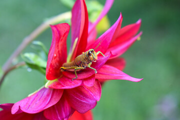 pink flower with insect inside