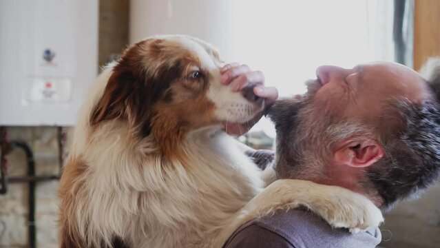 Australian Shepherd, shows immeasurable love to his master. Close-up shot.