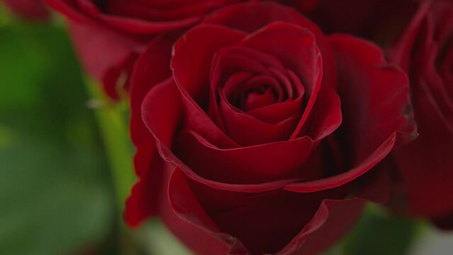 Close up shot of a red rose