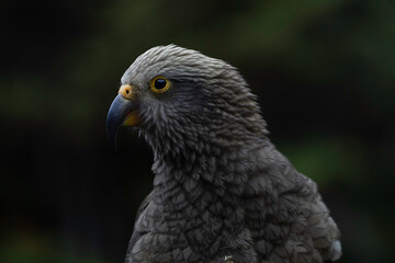 Kea Bird New Zealand