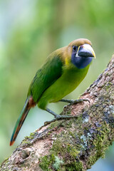 Jungle wildlife. Blue-throated Toucanet, Aulacorhynchus caeruleogularis, green toucan in the nature habitat, mountains in Costa Rica. Wildlife scene from tropic forest. Green bird sitting on branch