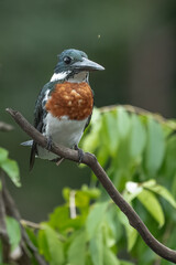 Belted Kingfisher Portrait in Pennsylvania