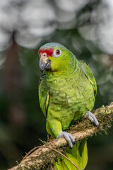 Red-lored Parrot, Amazona autumnalis, portrait of light green parrot with red head, Costa Rica. Detail close-up portrait of bird. Bird and pink flower. Wildlife scene from tropical nature