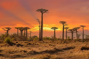 Foto op Plexiglas Mooie Baobab-bomen bij zonsondergang aan de laan van de baobabs in Madagascar © vaclav