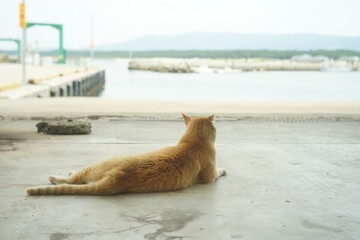 Cat living in Shingugyoko port, Fukuoka