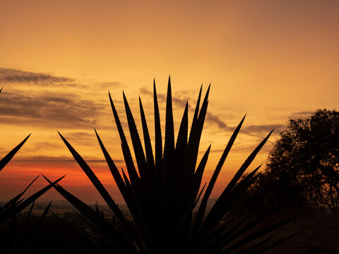 Amanecer en un sembradio de agave azul para la elaboracion de tequila.