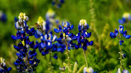 Blue bonnets with a bee in spring 