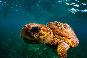 Close up of a loggerhead turtle