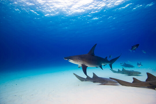 A great hammerhead swimming over nurse sharks 
