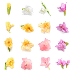 Set of beautiful gladiolus flowers isolated on white