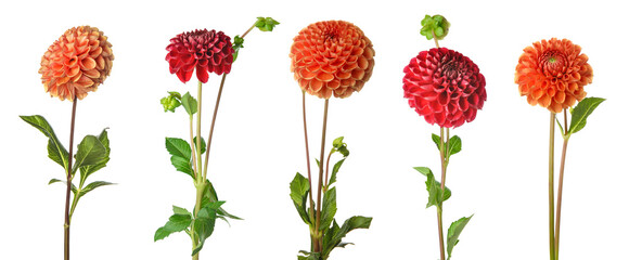 Set of beautiful dahlia flowers isolated on white © Pixel-Shot