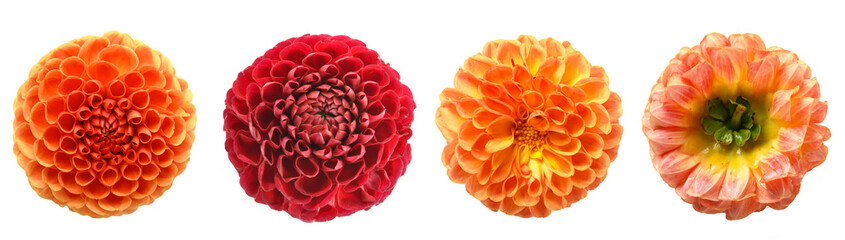 Set of beautiful dahlia flowers isolated on white