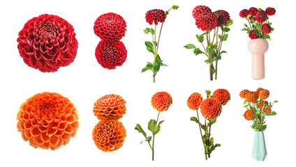 Set of beautiful dahlia flowers isolated on white © Pixel-Shot
