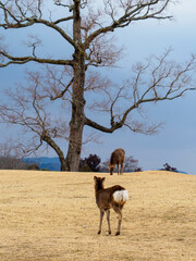 奈良公園飛火野の鹿