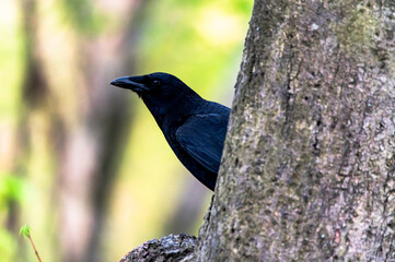 Crow
