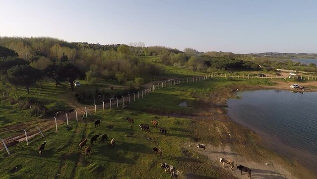aerial cattle herd, titl