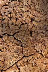 Old cracked brown natural wood abstract texture background