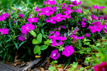 flowers in the garden