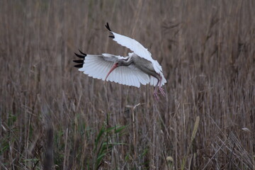 White Ibis landing