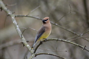 Cedar Waxwing