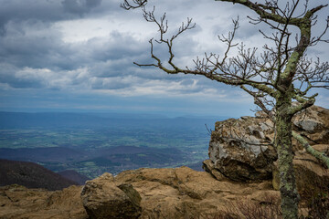 tree on the summit