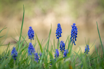 flowers in the grass