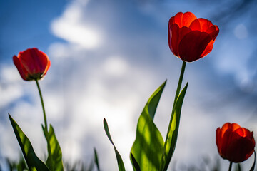 red tulips against blue sky